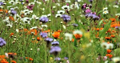 Panelgesprek tijdens De Groene Zesdaagse 2023: Biodiverse plantkeuze voor tuinen en openbaar groen: Eigen planten eerst? Of moeten we tolerant zijn?".