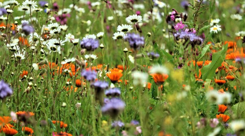 Panelgesprek tijdens De Groene Zesdaagse 2023: Biodiverse plantkeuze voor tuinen en openbaar groen: Eigen planten eerst? Of moeten we tolerant zijn?".
