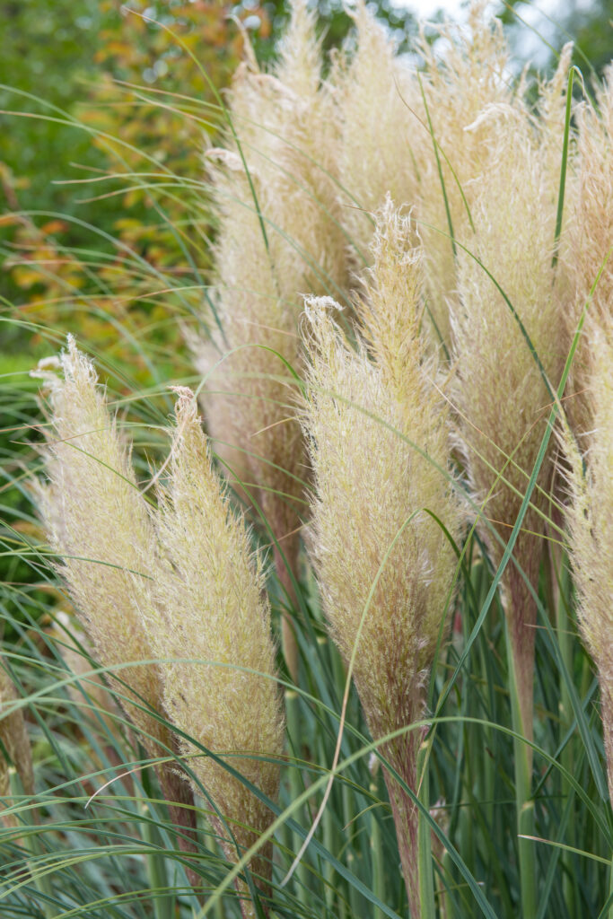 Deze vaste planten blijven mooi in de tuin of in de openbare ruimte, ook bij droogte