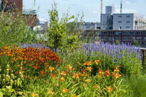 Deze vaste planten blijven mooi in de tuin of in de openbare ruimte, ook bij droogte
