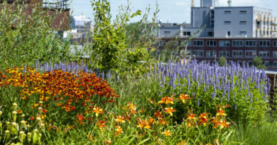 Deze vaste planten blijven mooi in de tuin of in de openbare ruimte, ook bij droogte