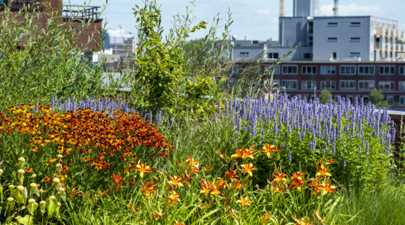 Deze vaste planten blijven mooi in de tuin of in de openbare ruimte, ook bij droogte