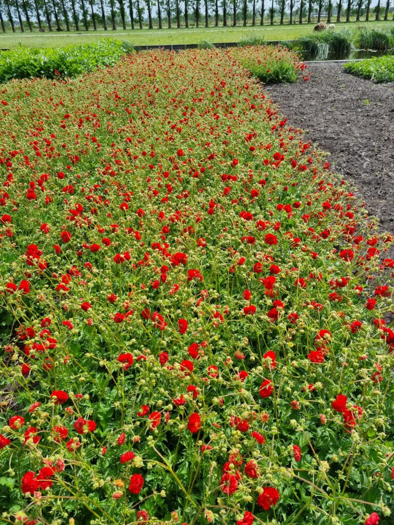 Deze vaste planten blijven mooi in de tuin of in de openbare ruimte, ook bij droogte