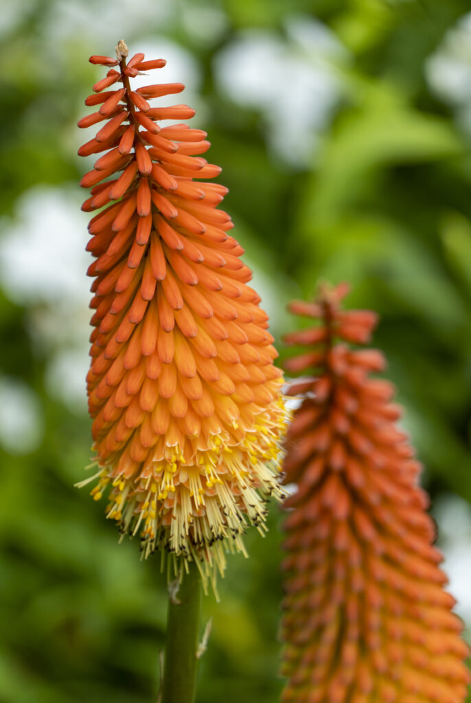 Deze vaste planten blijven mooi in de tuin of in de openbare ruimte, ook bij droogte