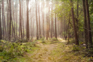 Nationaal Park Hoge Kempen