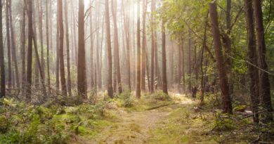 Nationaal Park Hoge Kempen