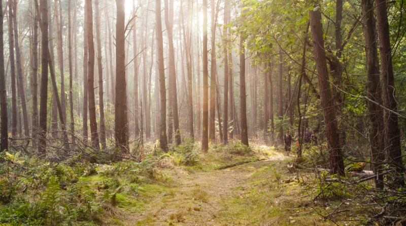 Nationaal Park Hoge Kempen