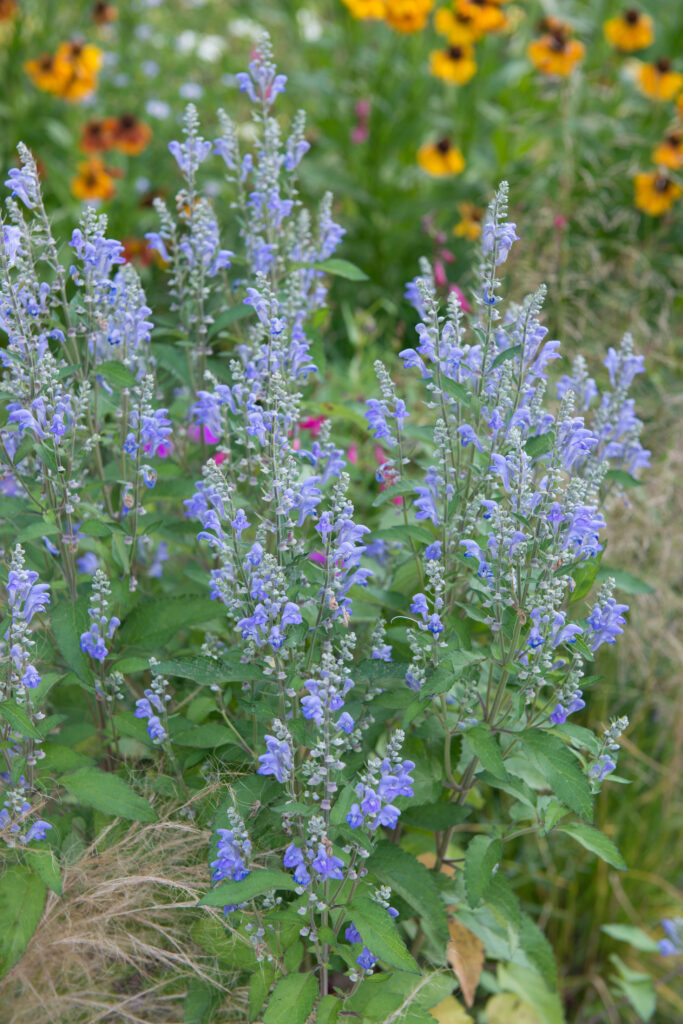 Deze vaste planten blijven mooi in de tuin of in de openbare ruimte, ook bij droogte