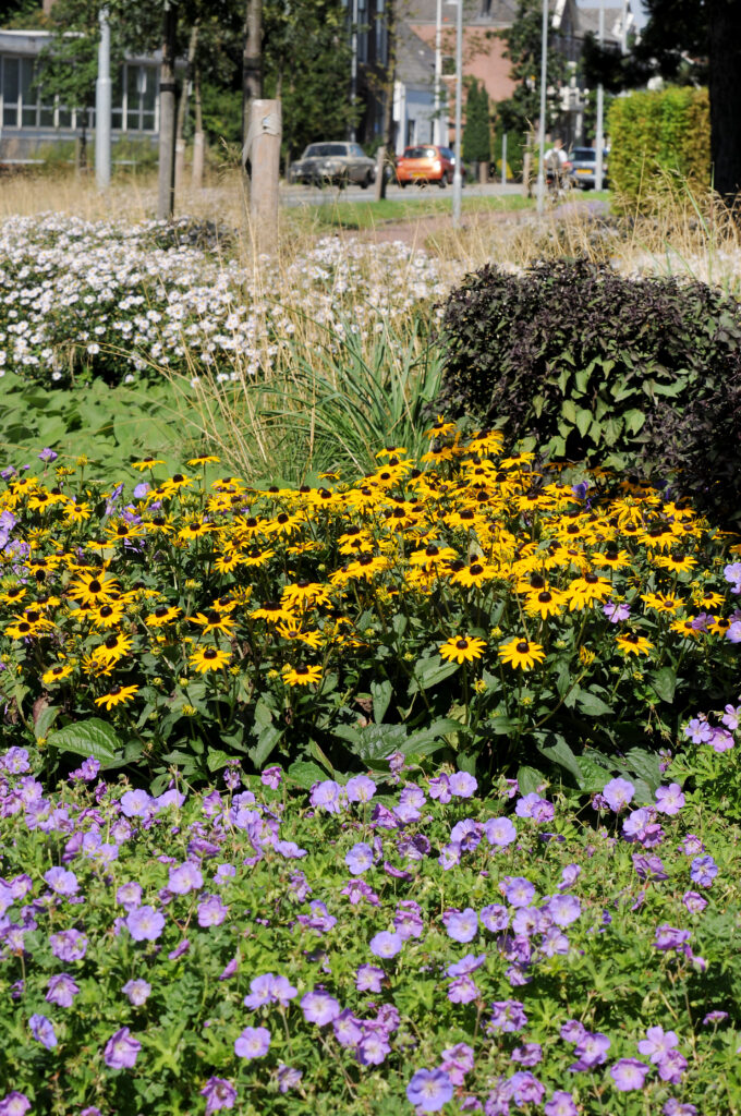 Deze vaste planten blijven mooi in de tuin of in de openbare ruimte, ook bij droogte