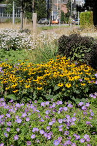Deze vaste planten blijven mooi in de tuin of in de openbare ruimte, ook bij droogte