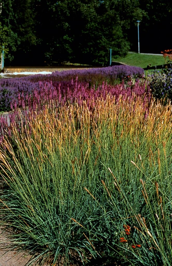 Deze vaste planten blijven mooi in de tuin of in de openbare ruimte, ook bij droogte