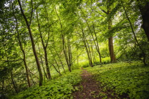 Antwerpen plant extra stadsbossen in de strijd tegen de klimaatopwarming