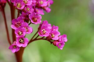 Om als plantenliefhebber in een paar klikken te weten te komen waar je favoriete plant groeit, hebben 25 Belgische botanische tuinen en arboreta hun plantencollecties gebundeld op één online platform.