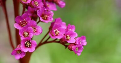 Om als plantenliefhebber in een paar klikken te weten te komen waar je favoriete plant groeit, hebben 25 Belgische botanische tuinen en arboreta hun plantencollecties gebundeld op één online platform.