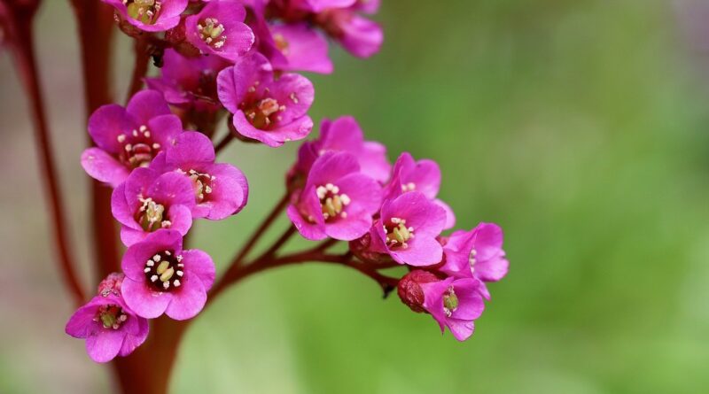 Om als plantenliefhebber in een paar klikken te weten te komen waar je favoriete plant groeit, hebben 25 Belgische botanische tuinen en arboreta hun plantencollecties gebundeld op één online platform.