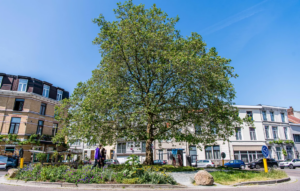 Stad Antwerpen wint European City of the Trees Award 2023.