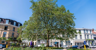 Stad Antwerpen wint European City of the Trees Award 2023.