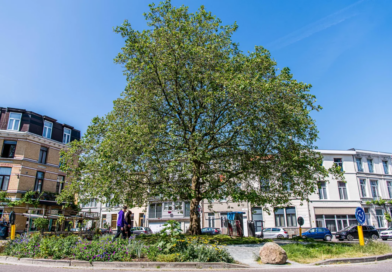 Stad Antwerpen wint European City of the Trees Award 2023.
