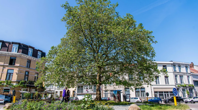 Stad Antwerpen wint European City of the Trees Award 2023.