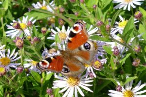 Dagpauwoog (vlinder) tussen de zomerbloemen