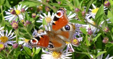 Dagpauwoog (vlinder) tussen de zomerbloemen