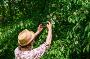 Wandeling langs zomerbomen in Arboretum Kalmthout.