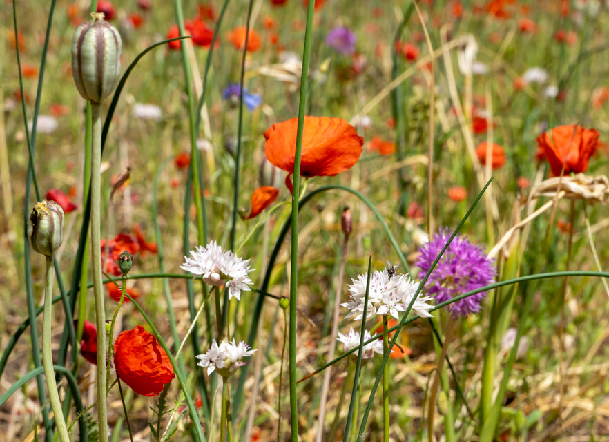 Bloemenweides met Allium, papaver