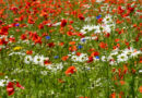 Bloemenweides mix bloemenbollen en zaden: Papaver