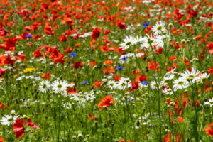 Bloemenweides mix bloemenbollen en zaden: Papaver