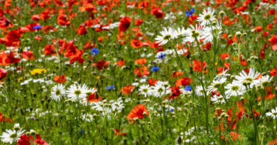 Bloemenweides mix bloemenbollen en zaden: Papaver