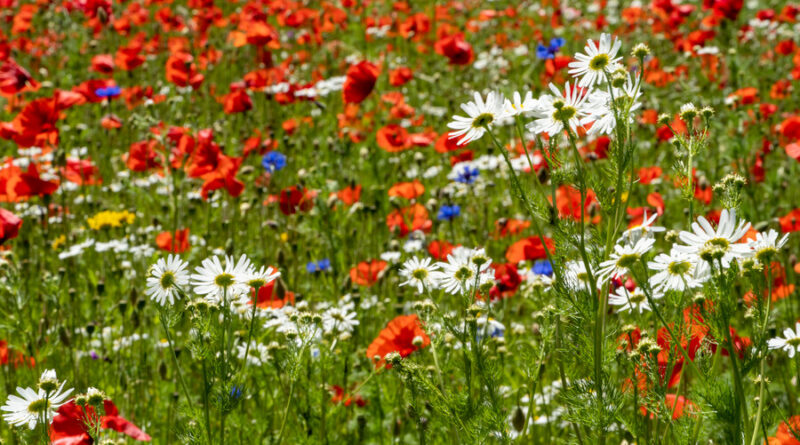 Bloemenweides mix bloemenbollen en zaden: Papaver