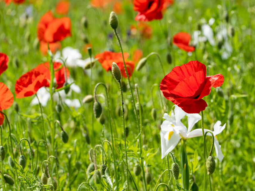 Papaver, Iris