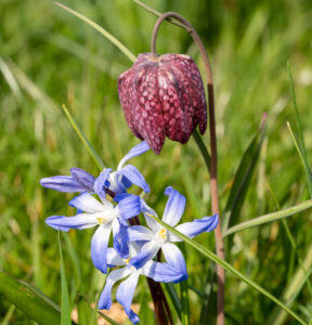 Fritillaria, Chionodoxa