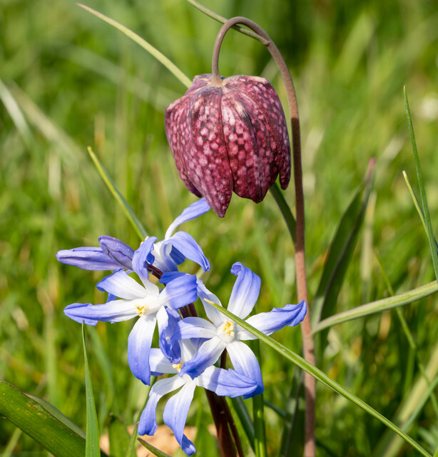 Fritillaria, Chionodoxa