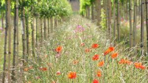 Bomen kunnen een grote bijdrage leveren aan het weerbaar maken van onze buitenruimte tegen de klimaatverandering en moeten centraal staan bij het oplossingsgericht denken. 