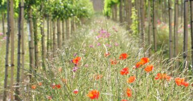 Bomen kunnen een grote bijdrage leveren aan het weerbaar maken van onze buitenruimte tegen de klimaatverandering en moeten centraal staan bij het oplossingsgericht denken. 