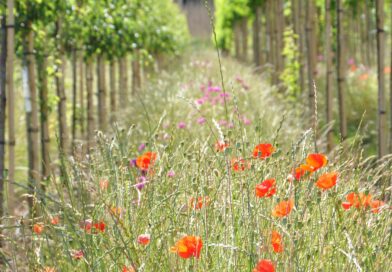 Bomen kunnen een grote bijdrage leveren aan het weerbaar maken van onze buitenruimte tegen de klimaatverandering en moeten centraal staan bij het oplossingsgericht denken. 