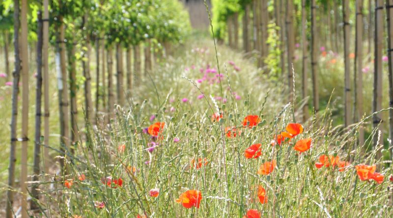 Bomen kunnen een grote bijdrage leveren aan het weerbaar maken van onze buitenruimte tegen de klimaatverandering en moeten centraal staan bij het oplossingsgericht denken. 