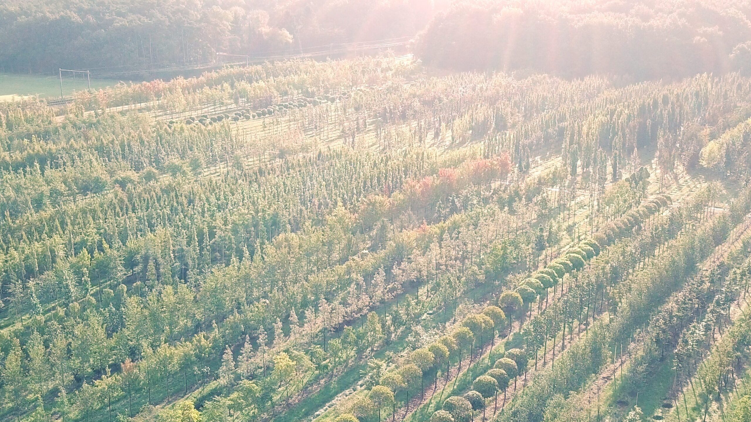 Bomen kunnen een grote bijdrage leveren aan het weerbaar maken van onze buitenruimte tegen de klimaatverandering en moeten centraal staan bij het oplossingsgericht denken. 