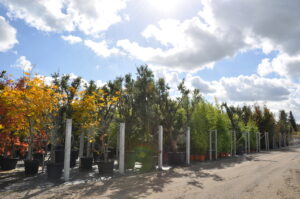 Bomen kunnen een grote bijdrage leveren aan het weerbaar maken van onze buitenruimte tegen de klimaatverandering en moeten centraal staan bij het oplossingsgericht denken. 