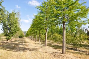 Taxodium distichum bij Boomkwekerij De Bruyn