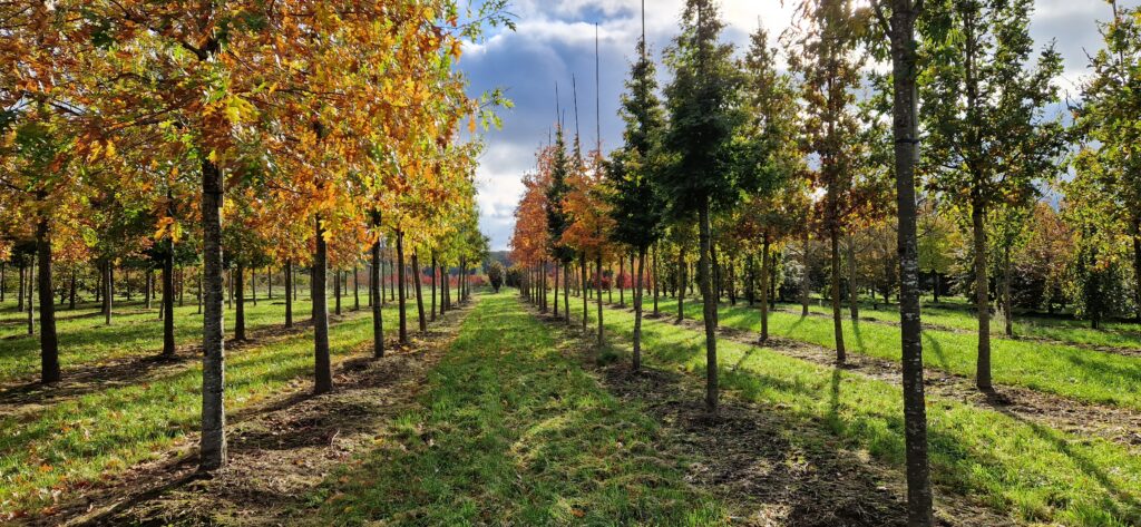 Bomen kunnen een grote bijdrage leveren aan het weerbaar maken van onze buitenruimte tegen de klimaatverandering en moeten centraal staan bij het oplossingsgericht denken. 