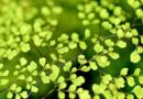 nieuwe openbare databank Nederlandse Namen van Plantenziekten