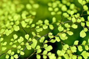 nieuwe openbare databank Nederlandse Namen van Plantenziekten