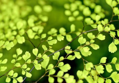 nieuwe openbare databank Nederlandse Namen van Plantenziekten