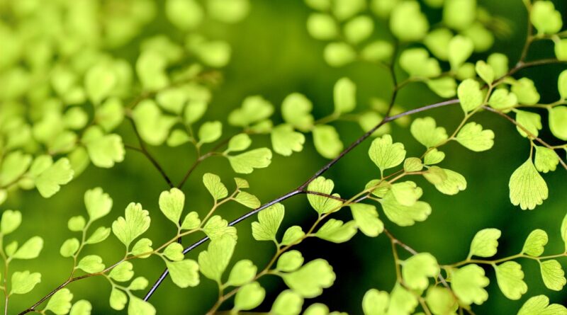 nieuwe openbare databank Nederlandse Namen van Plantenziekten