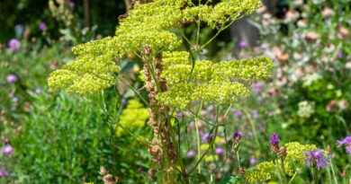 inheemse vaste planten van Lageschaar