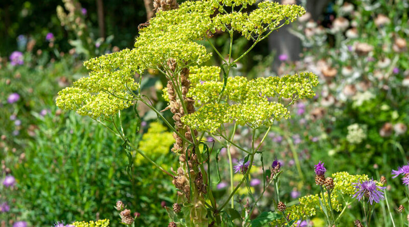 inheemse vaste planten van Lageschaar