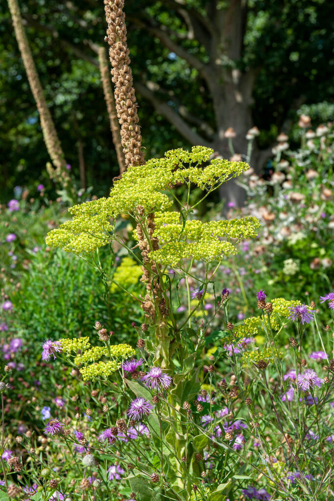 inheemse vaste planten van Lageschaar