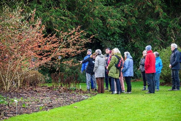 Bezoekers kunnen de toverhazelaars van Arboretum Kalmthout op eigen gelegenheid ontdekken of aansluiten bij een rondleiding met een gids, dagelijks om 14 uur of op een tijdstip naar keuze via reservatie.